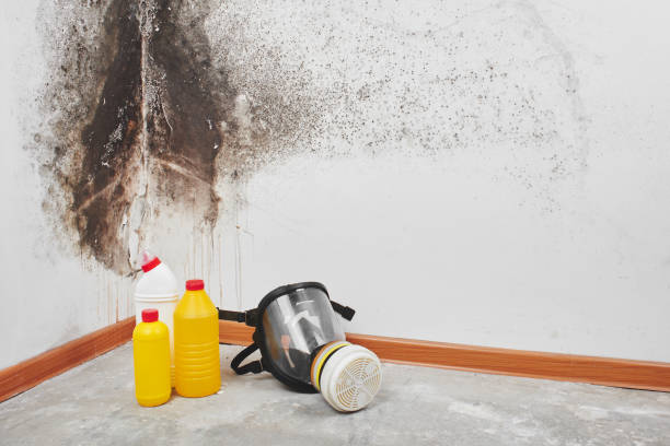 Best Attic Mold Remediation in Oakland, FL